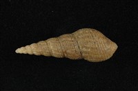 藏品(網蜷)的圖片